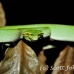 viper_green_tangkoko_h_0031_sul1204.jpg
